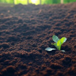 soil for vegetable gardening