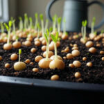 How to Start Onion Seeds Indoors