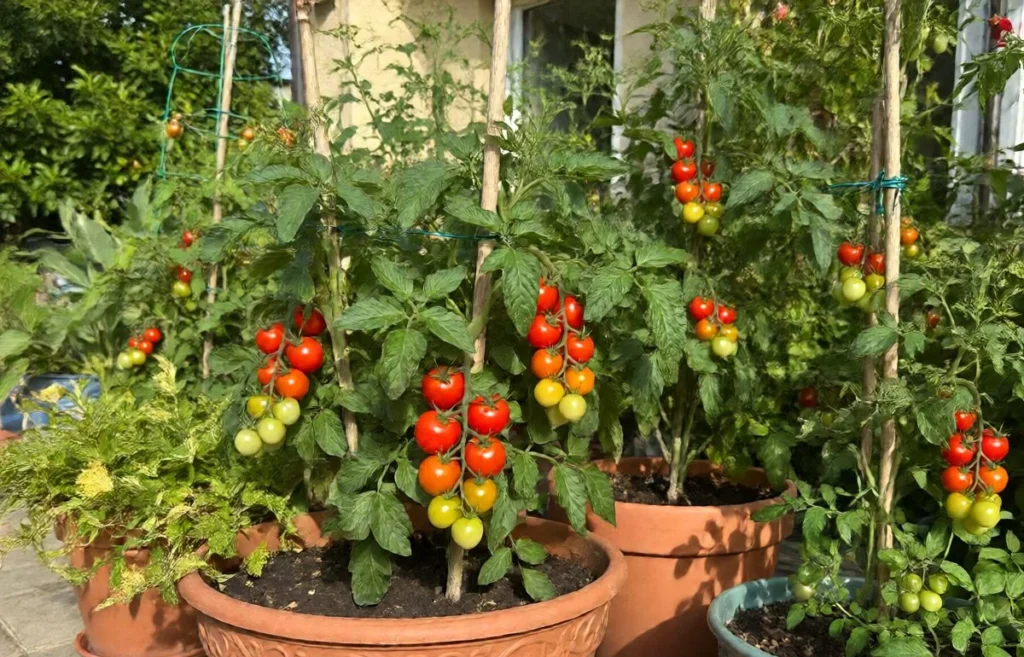 best tomato for container gardening