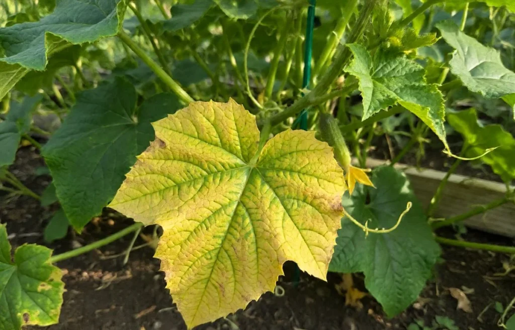 cucumber plant leaves turning yellow