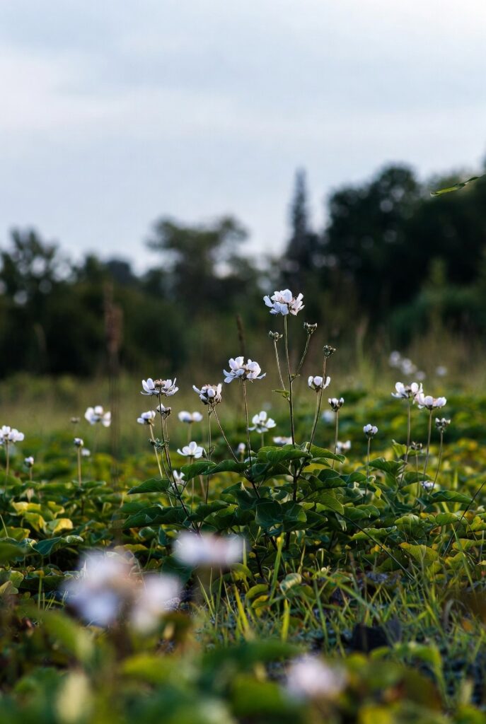 best flowers for gardening