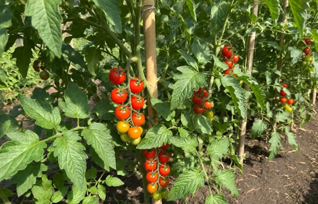 gardeners delight tomato plants