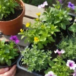 how many plants per container