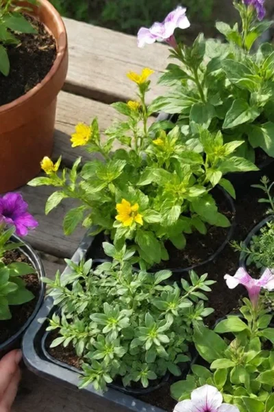 how many plants per container