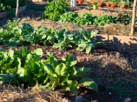 vegetable garden insect control