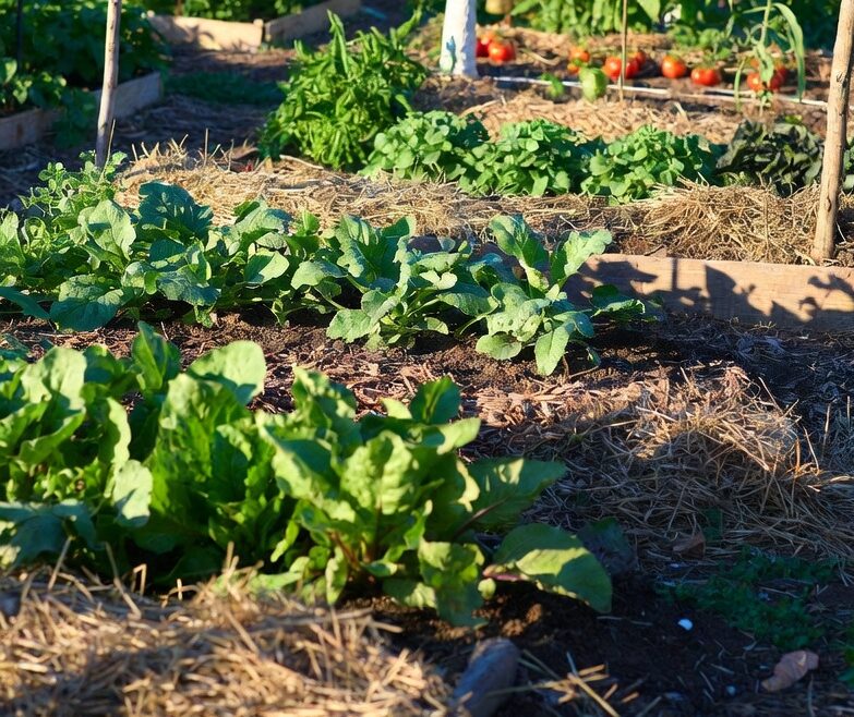 vegetable garden insect control