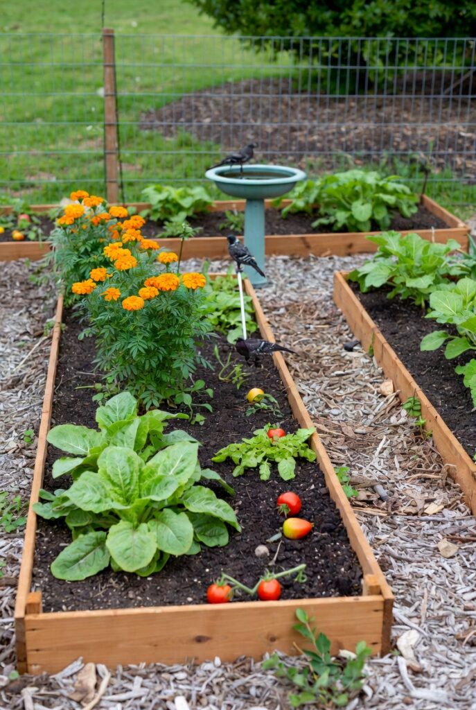 vegetable garden insect control