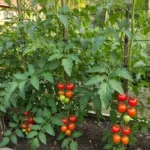 raised bed gardening tomatoes