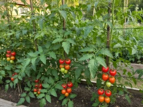 raised bed gardening tomatoes