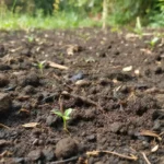 good organic soil