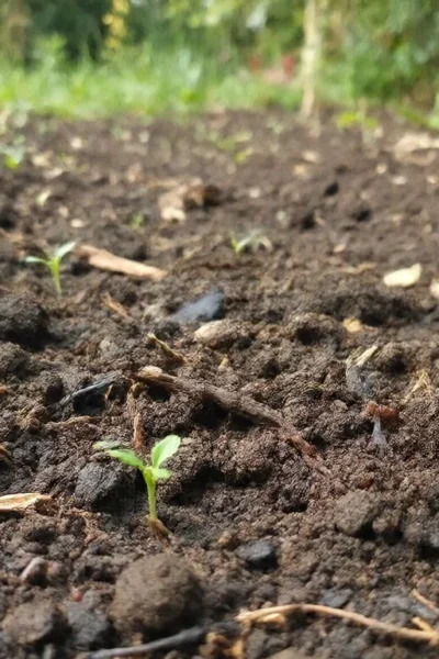 good organic soil