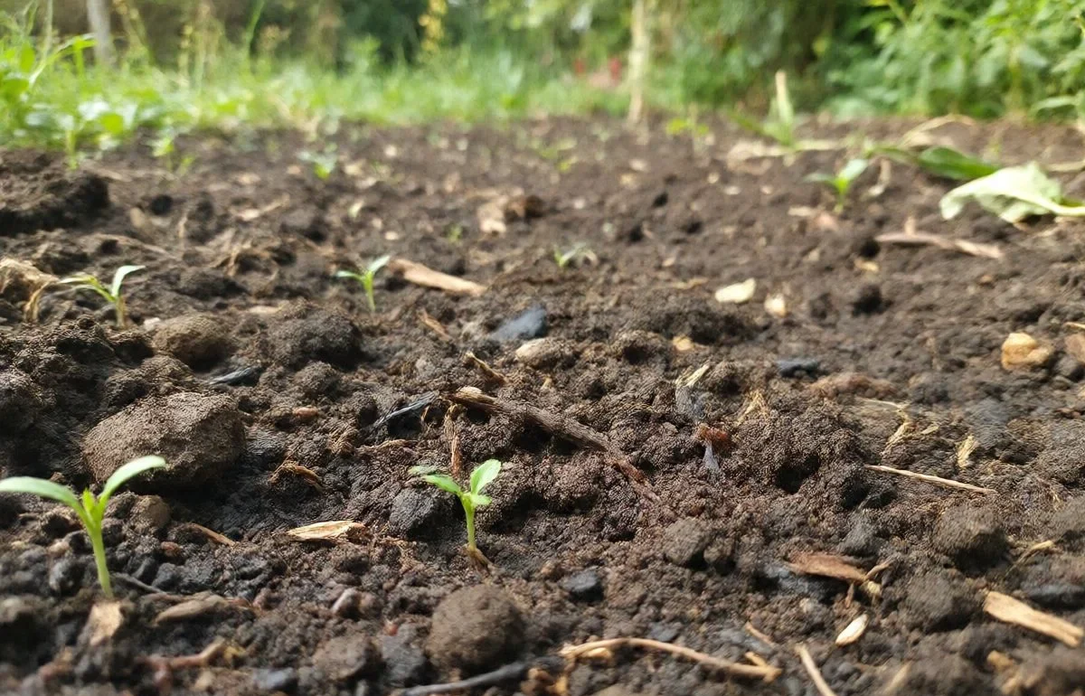 good organic soil