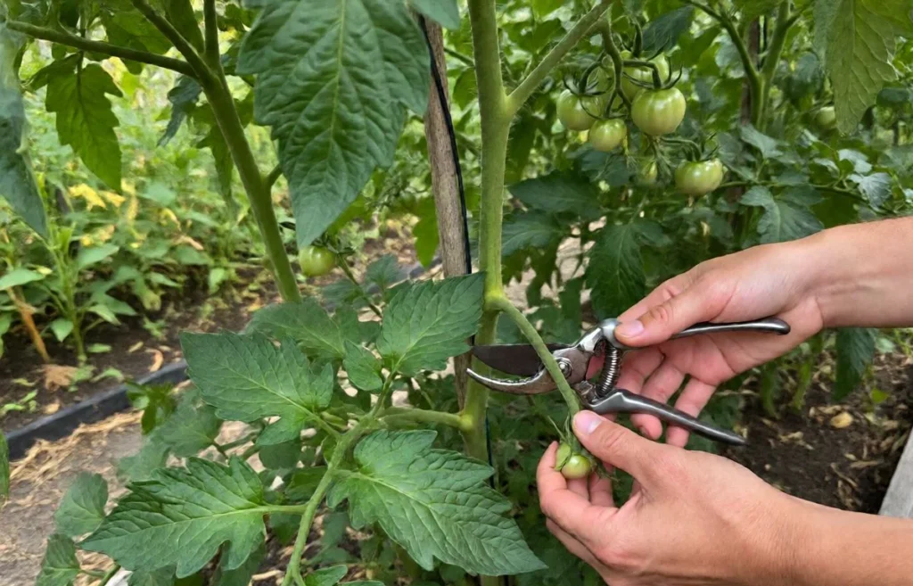 how to prune tomato plants