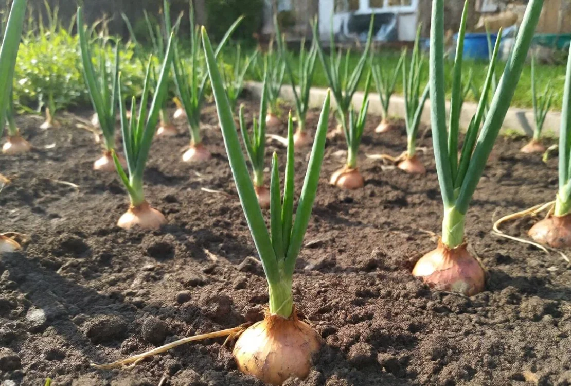 onion sets growing