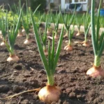 onion sets growing