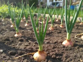 onion sets growing