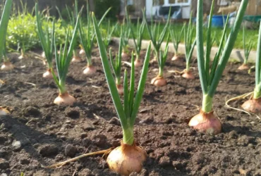 onion sets growing