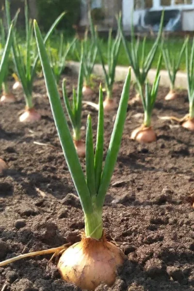onion sets growing