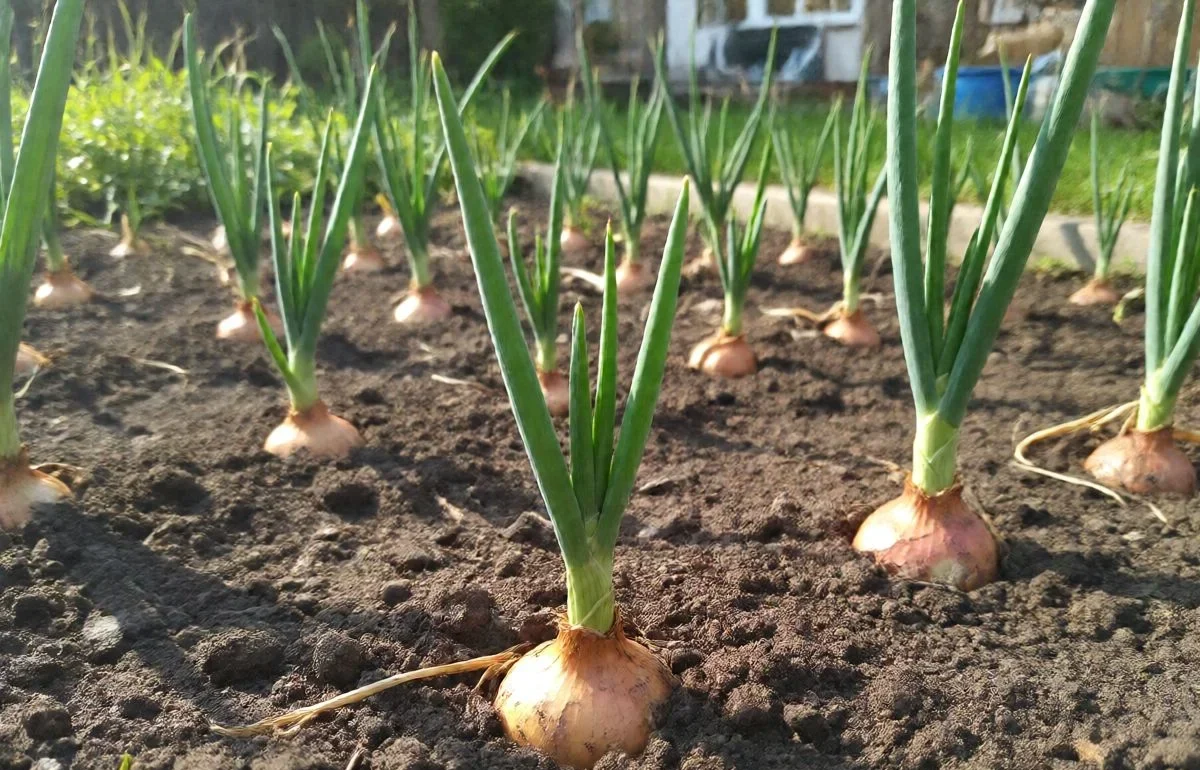 onion sets growing