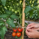 tomato stakes