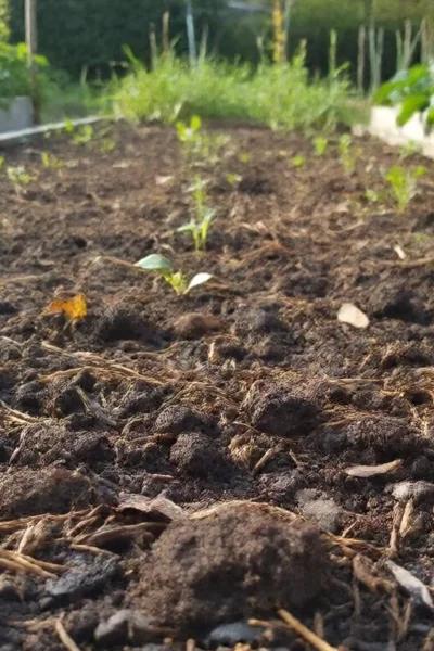 what is organic soil
